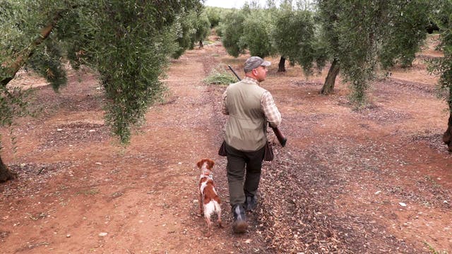 Zorzales a la mano entre olivos