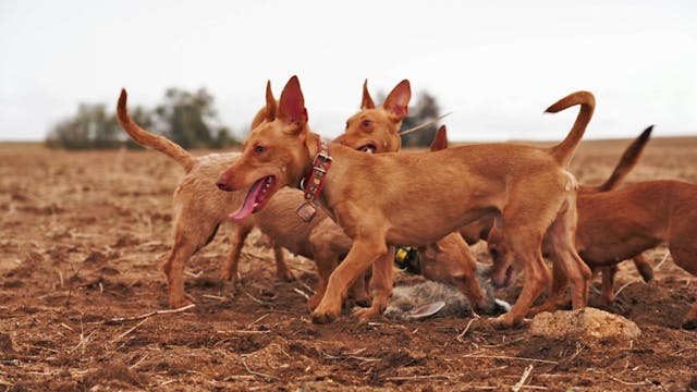 Manetos en acción tras los conejos