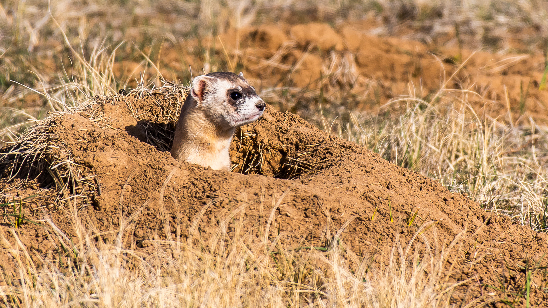 Problemas en Valdeolmos