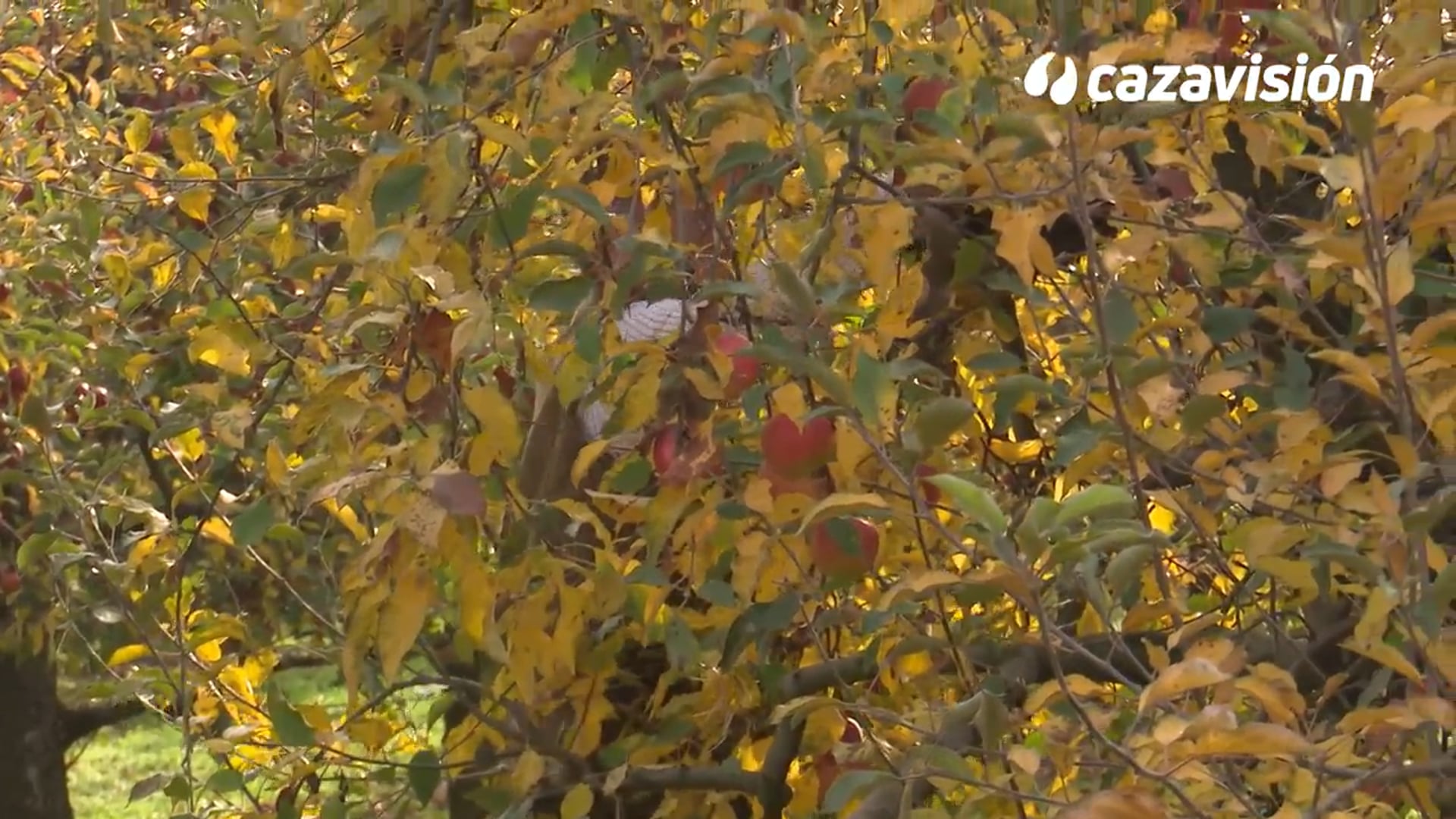 A faisanes y liebres en emocionantes batidas húngaras