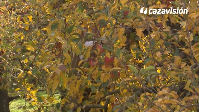 A faisanes y liebres en emocionantes ...