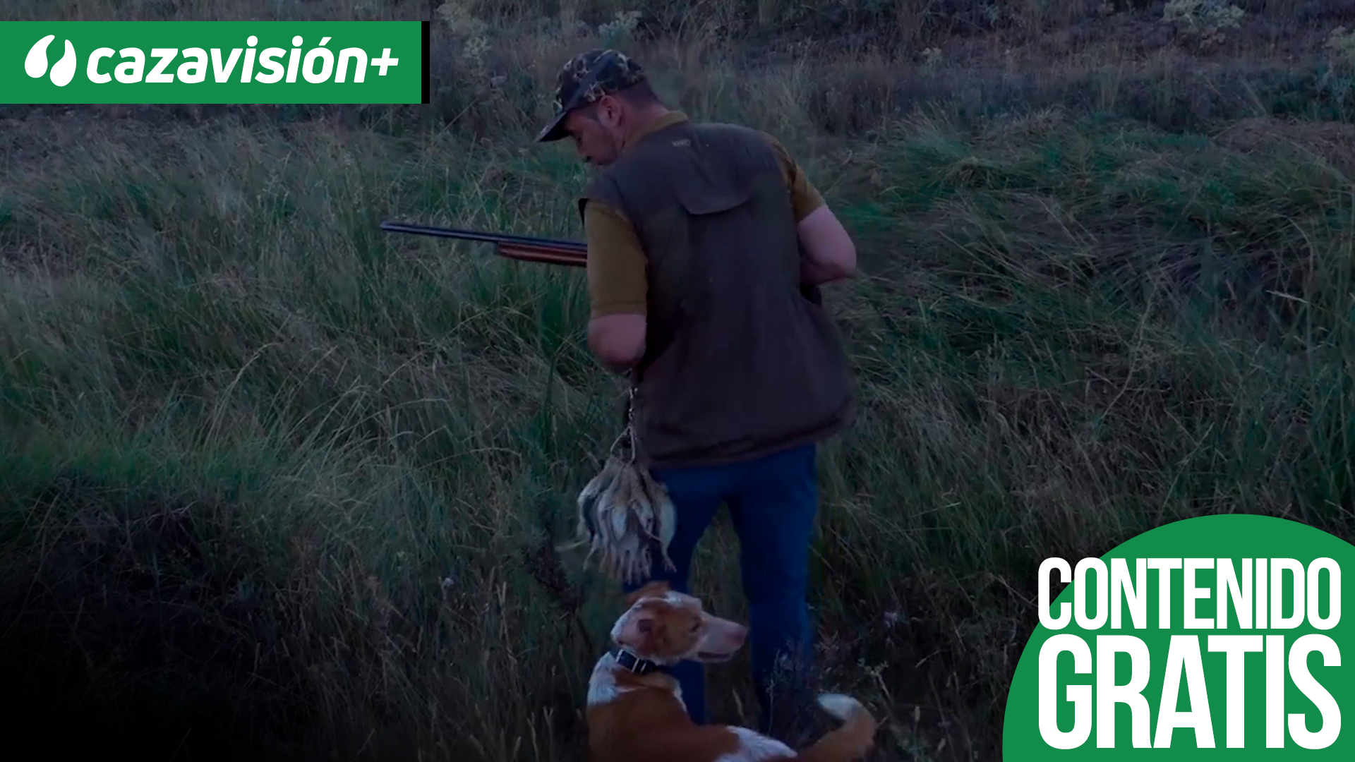 Codornices salvajes de Plenas