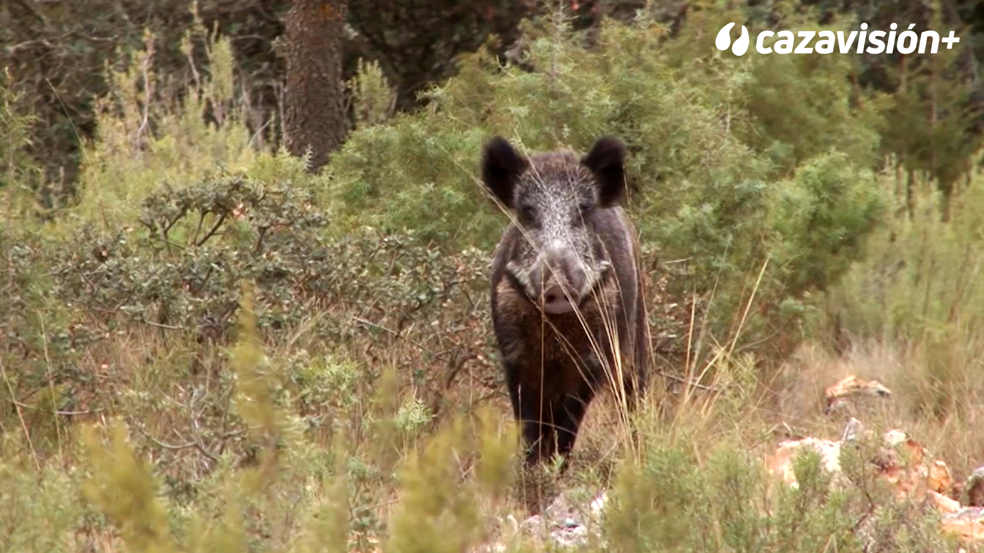 Montería de jabalíes en Santa Quiteria