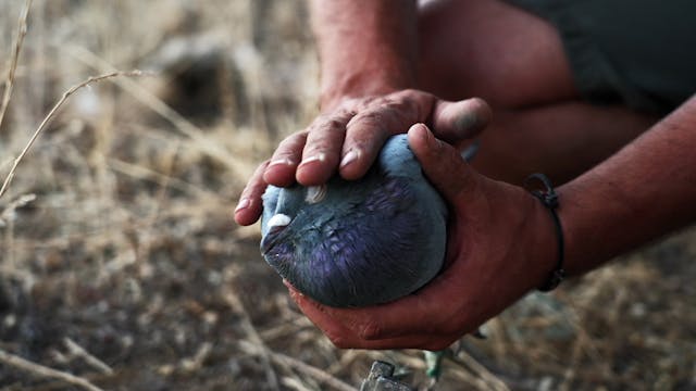 Cimbeleros, arte o tradición