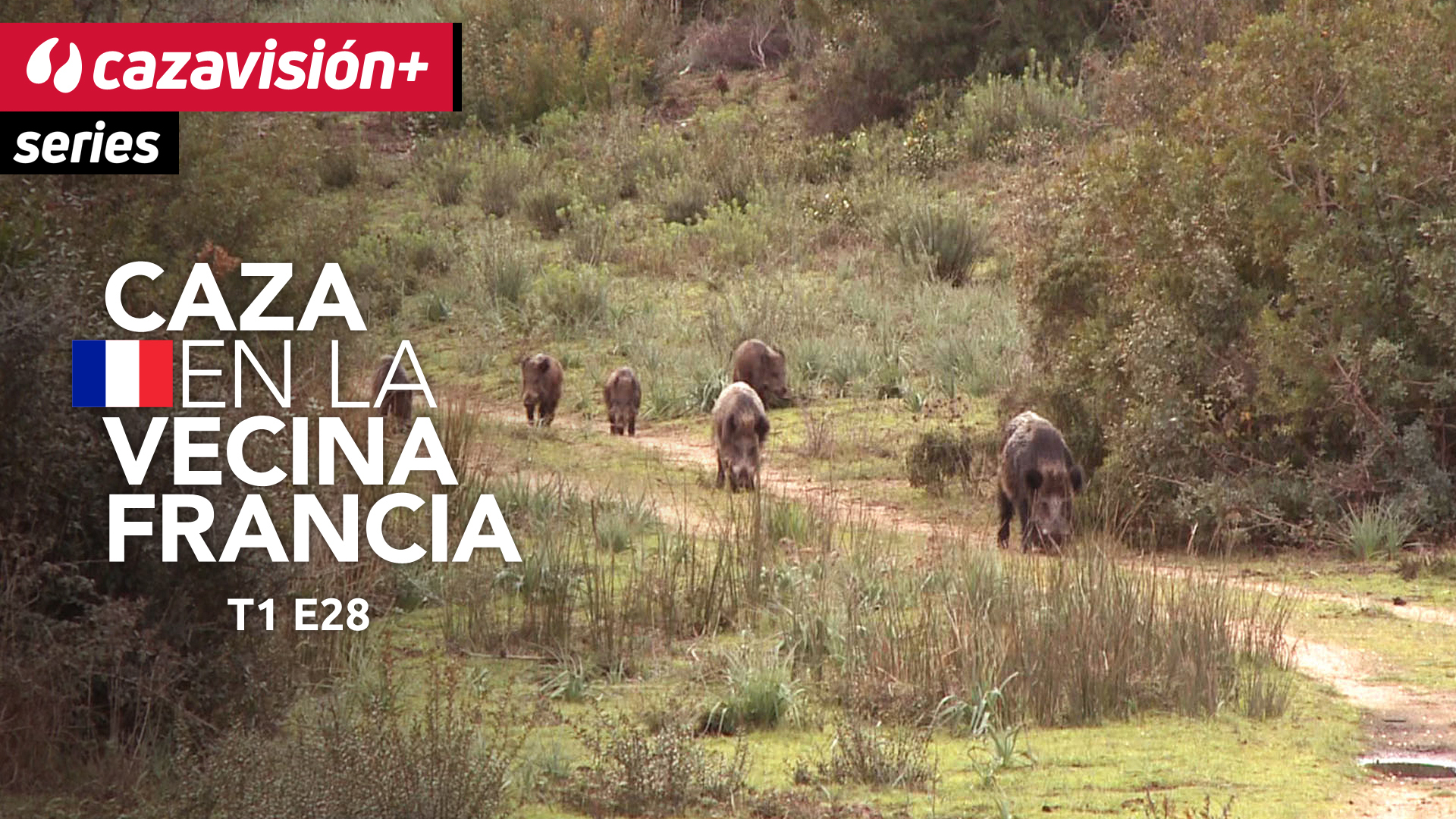 Con cazadores corsos, a los cochinos en batida