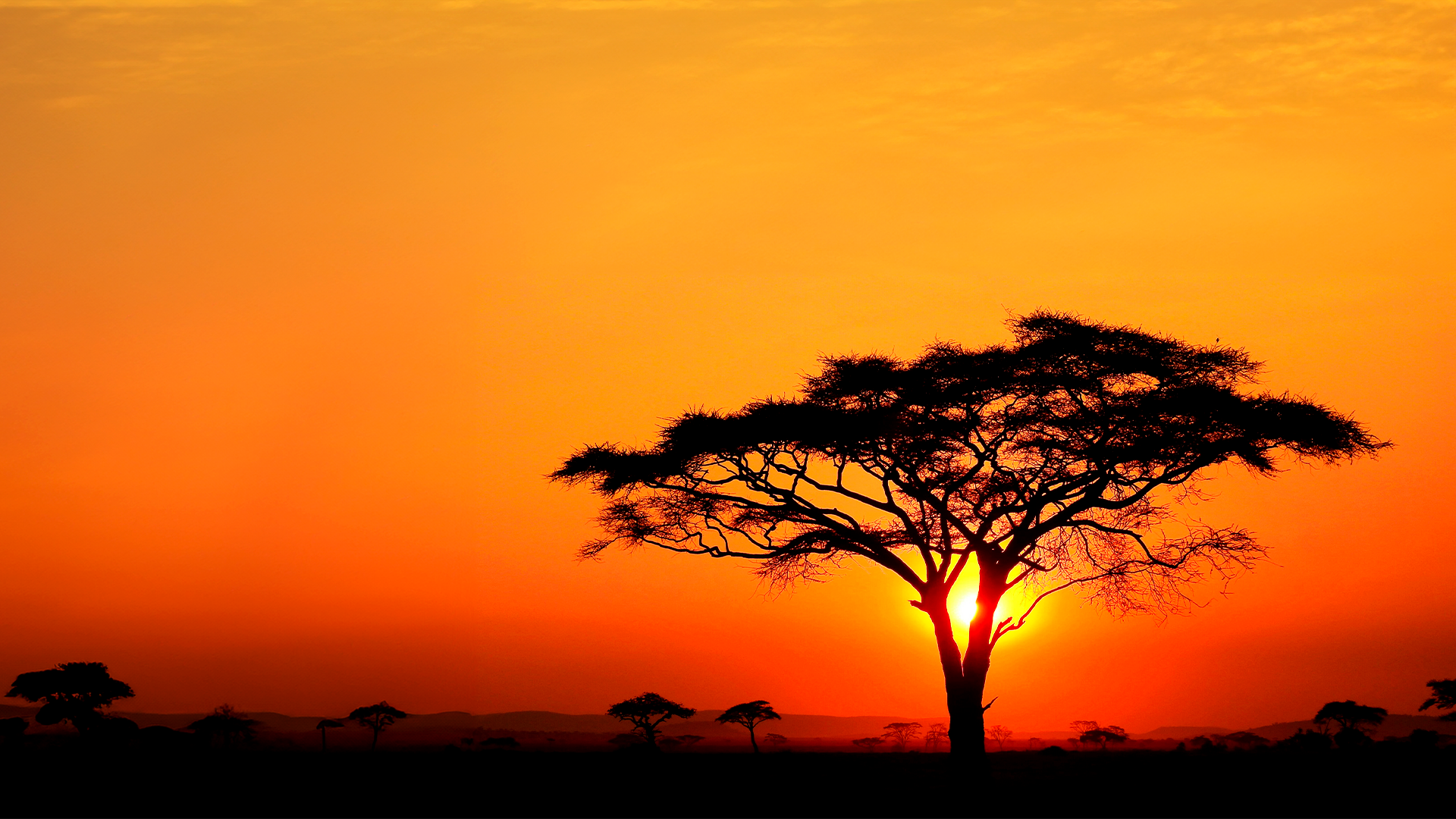 África, el sueño de los cazadores europeos