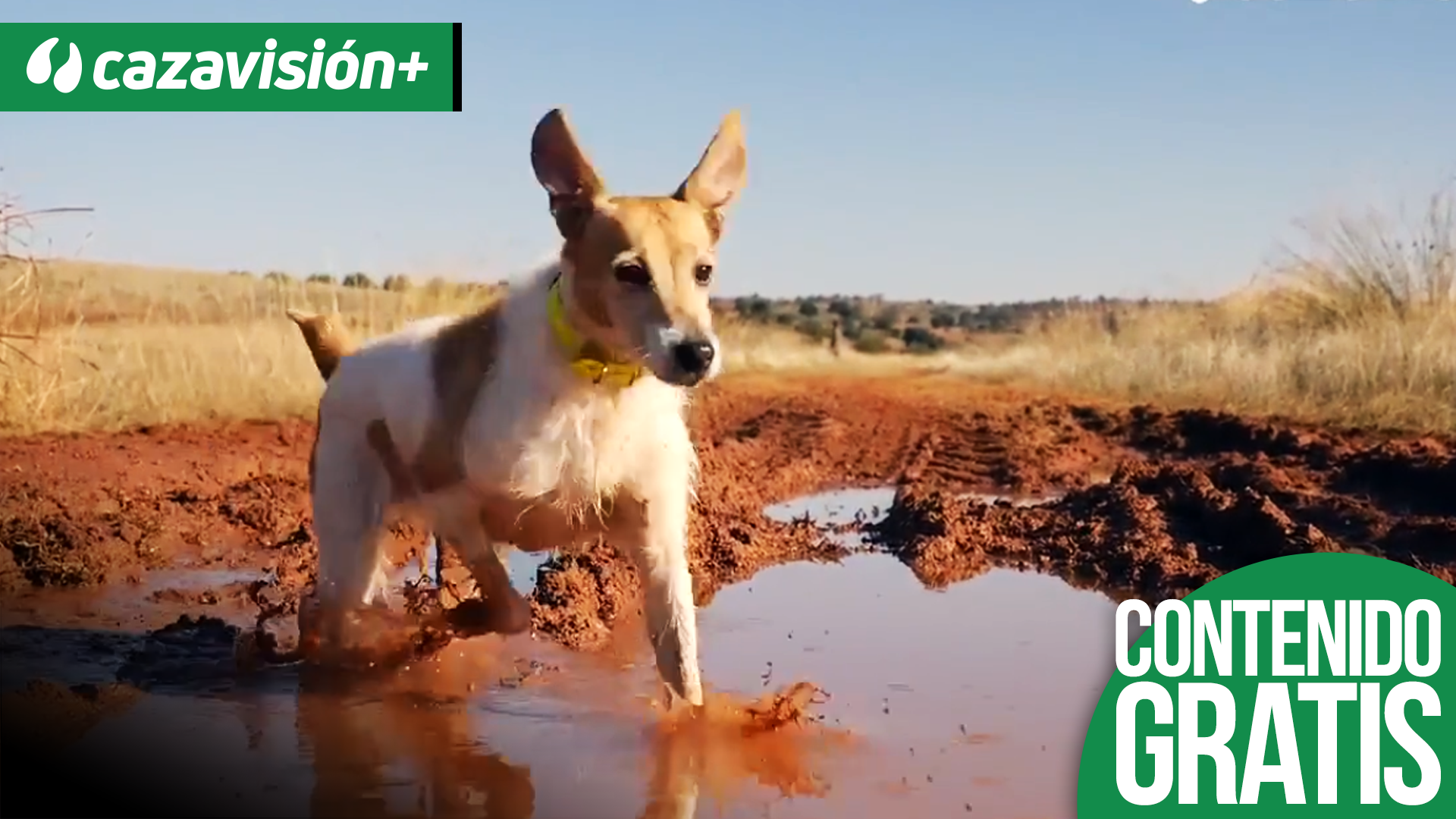 Cazar en buena compañía