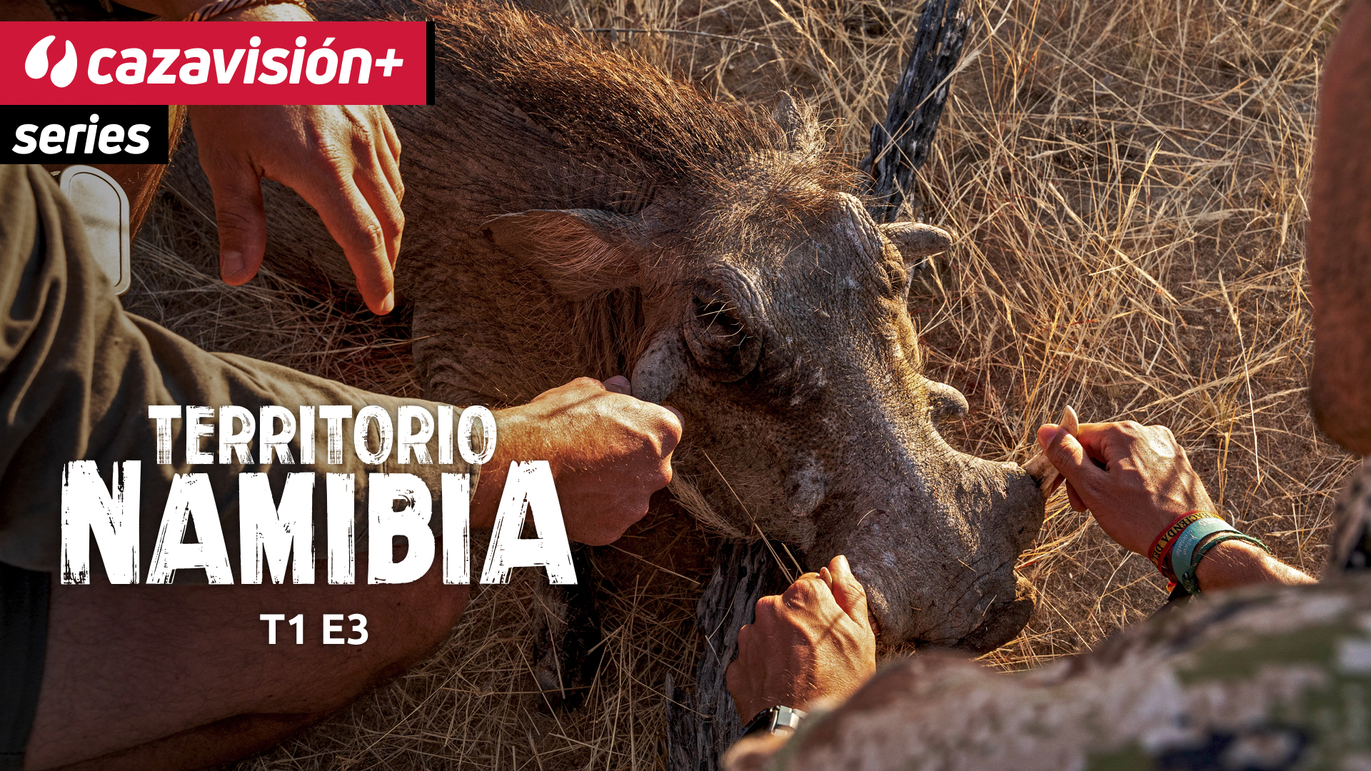 A la caza del temible facochero