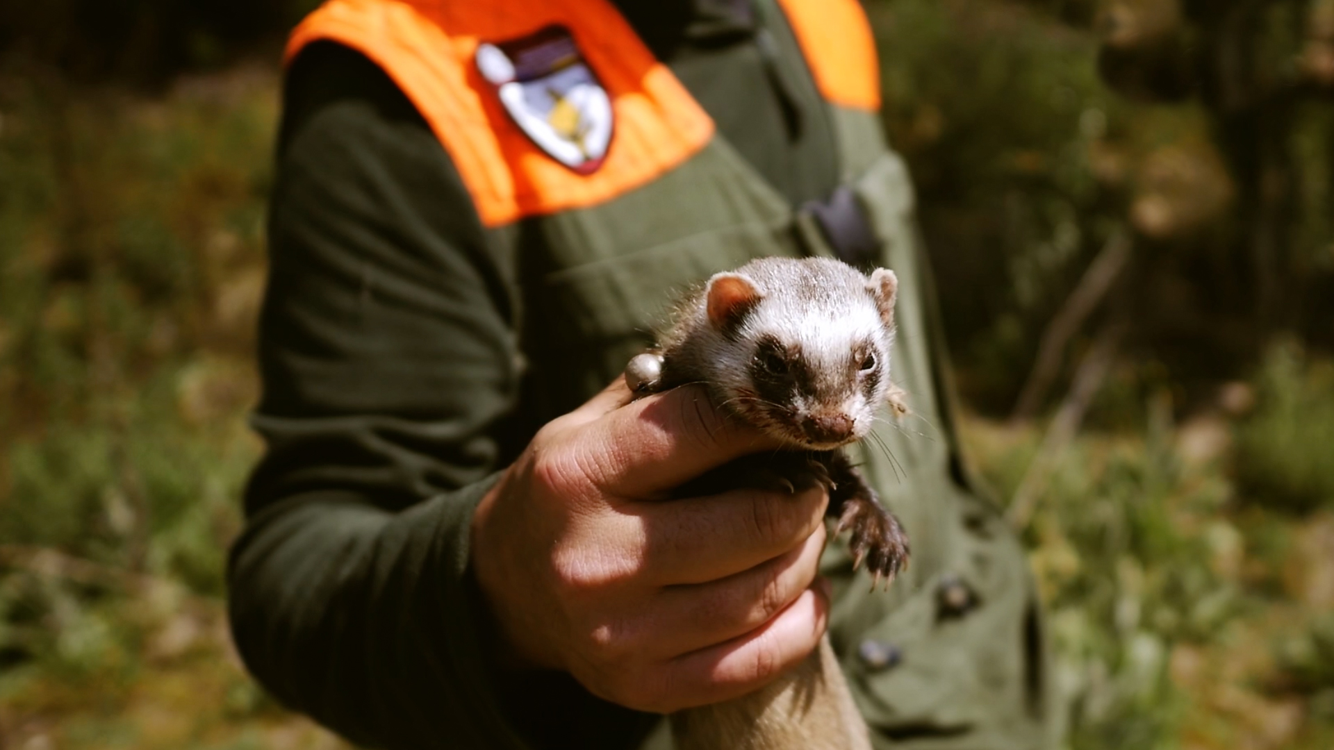 Conejos y palomas por daños en Pucela