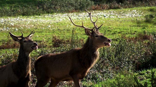 Montería en Herdade La Galega