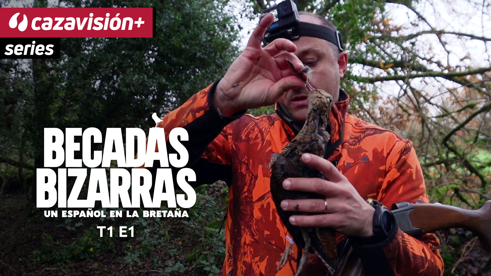 Bretaña, paraíso de la becada