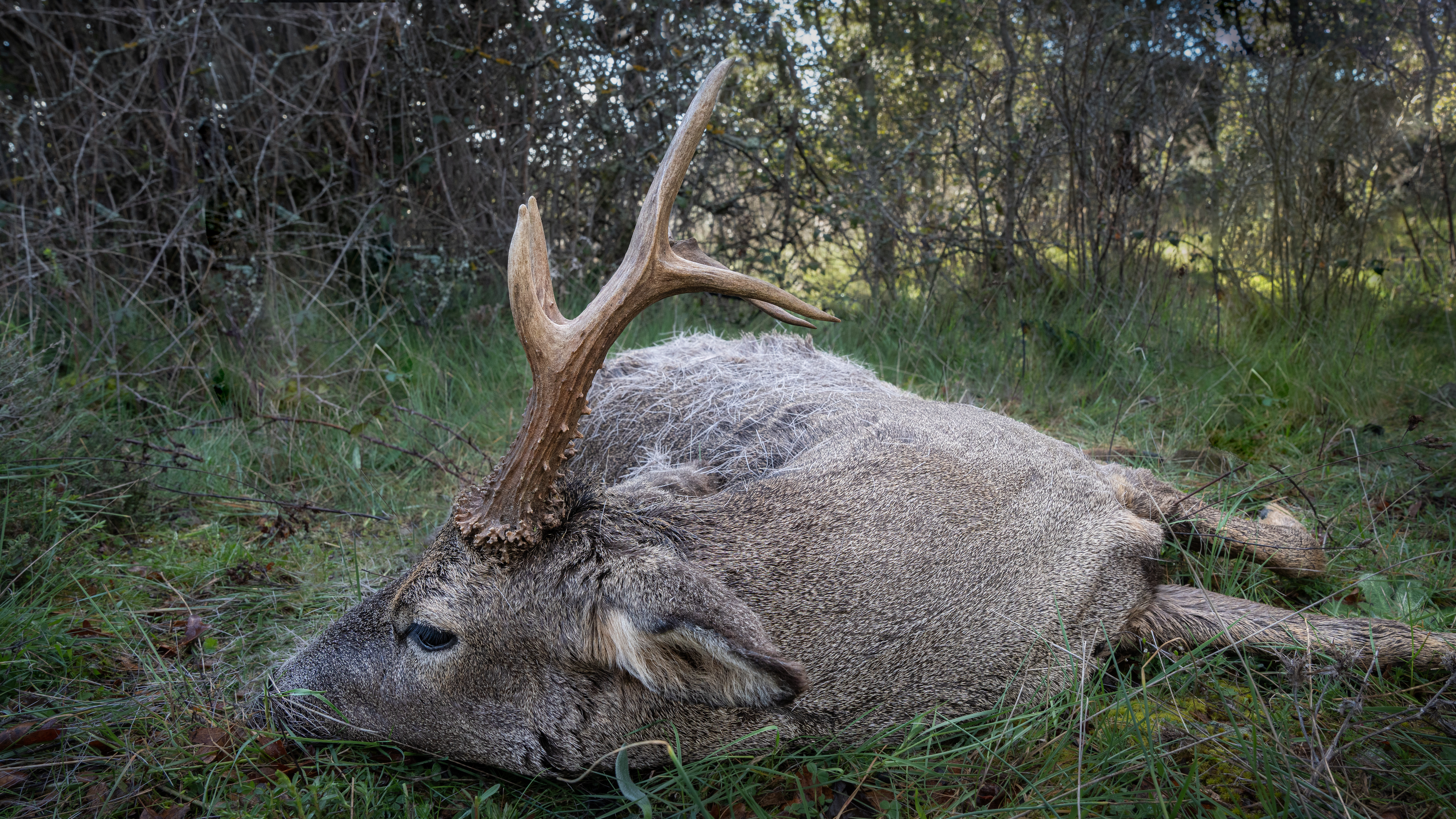 El imperio del corzo