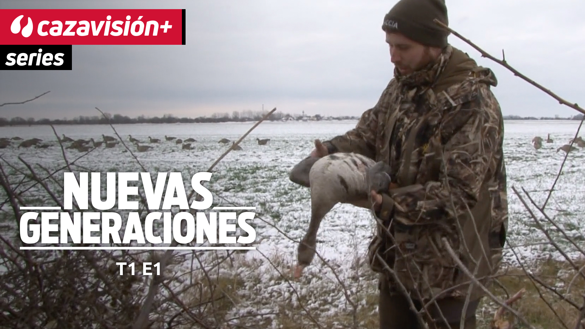 Gansos en la llanuras húngaras