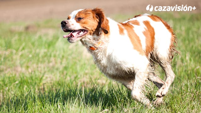 Razas continentales y británicas: Epa...