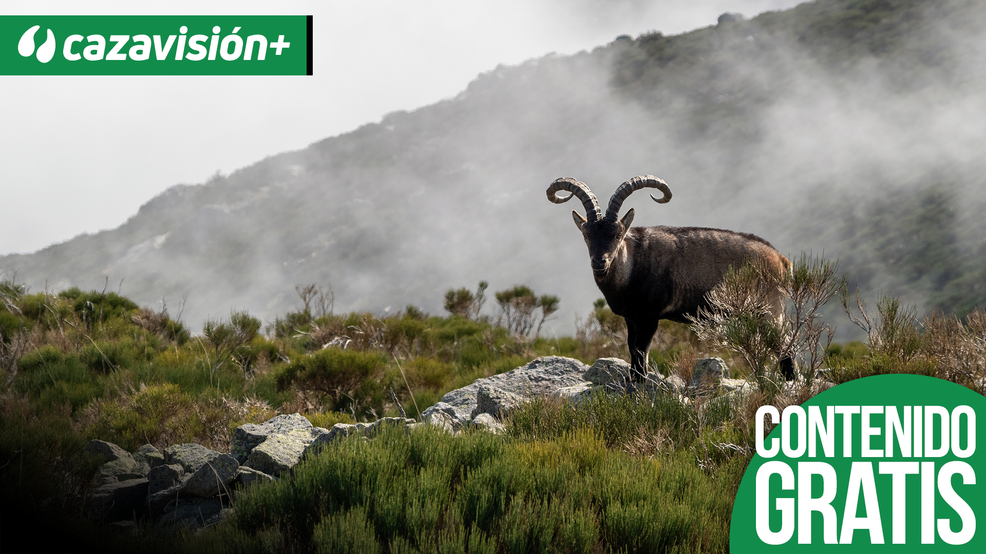 Mi primer macho montés