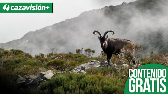 Mi primer macho montés