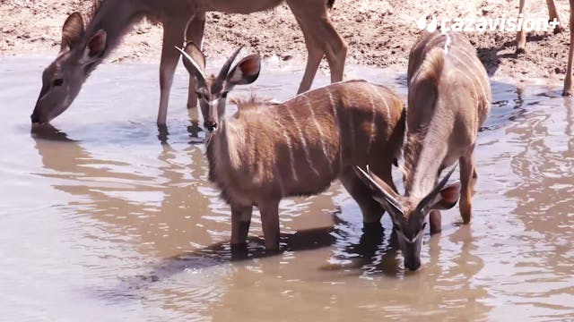 Safaris de regulación de la fauna