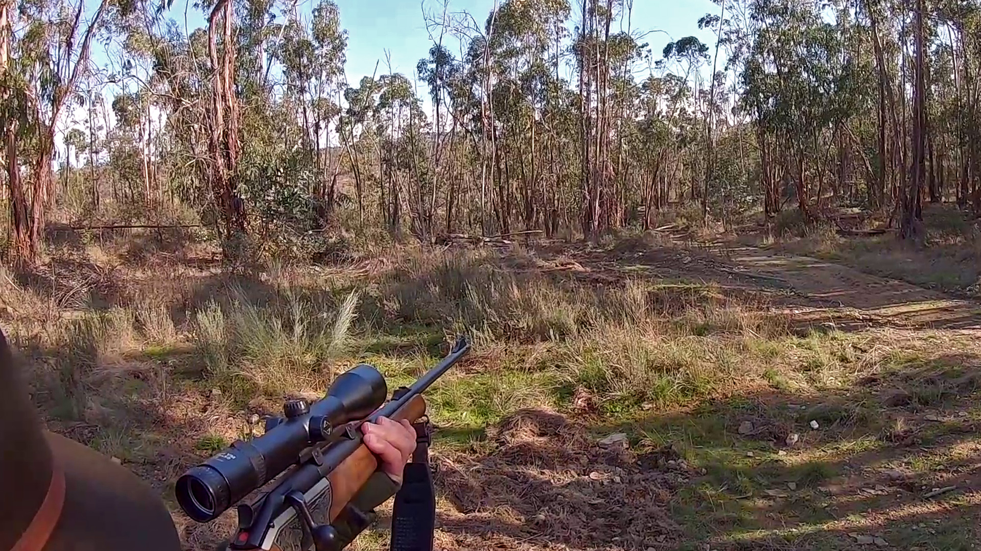 Montería de jabalíes en un bosque de eucaliptos