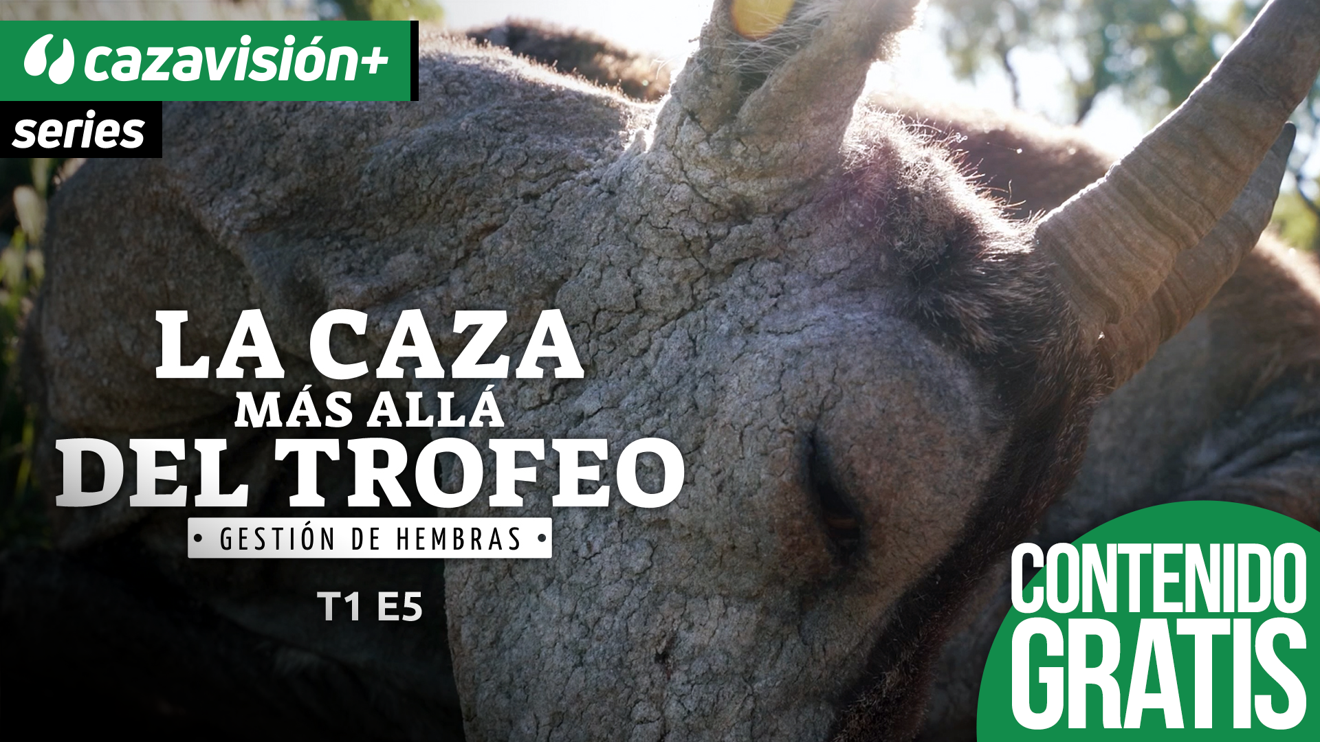 La sarna: la muerte silenciosa