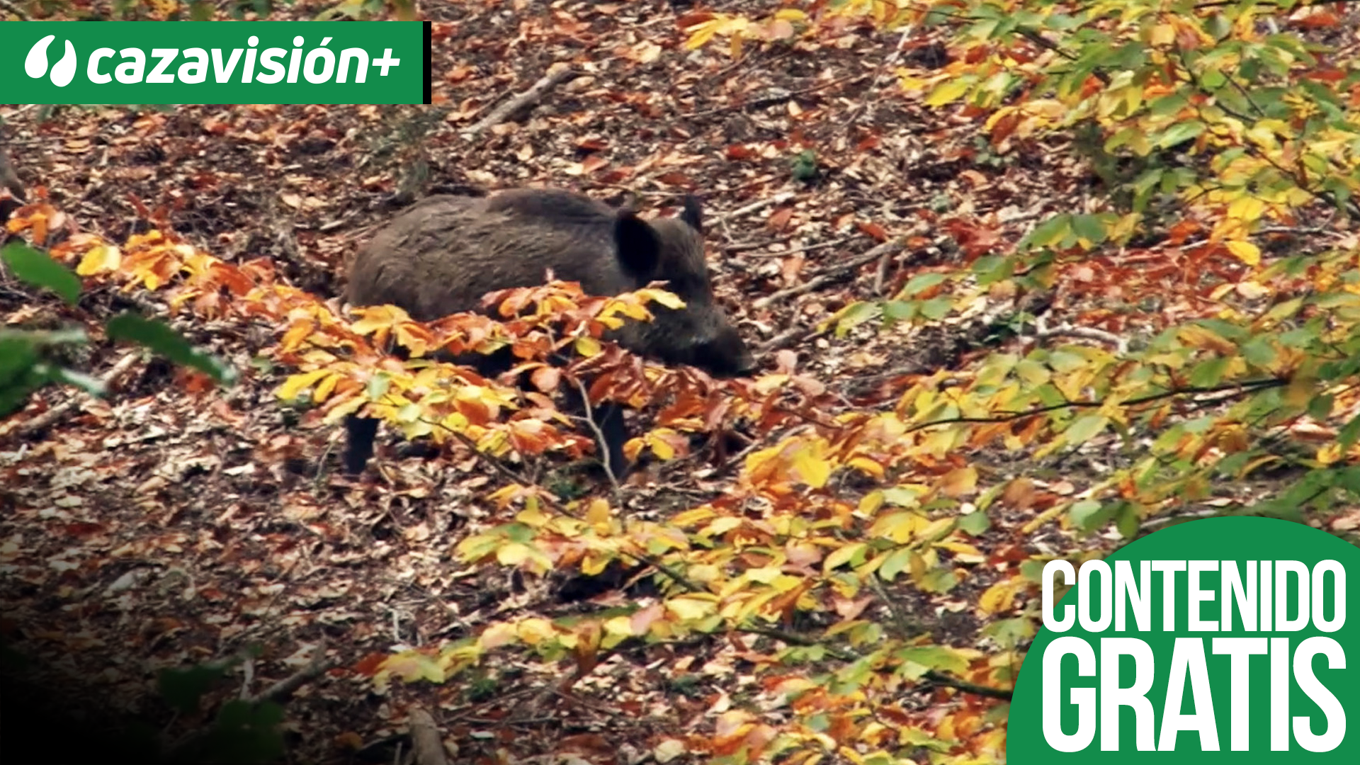 Jabalíes en Anatolia