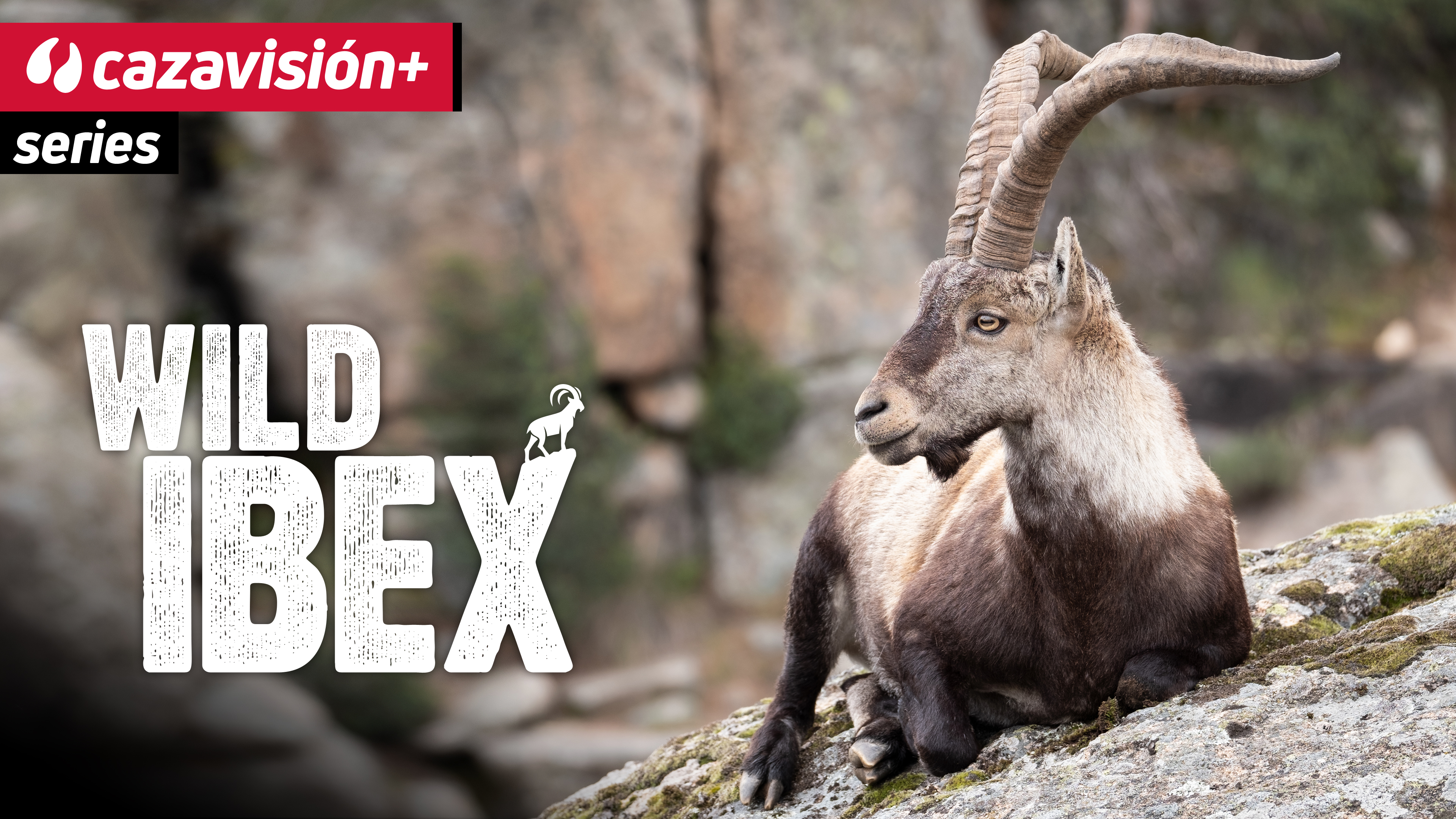 Wild Ibex