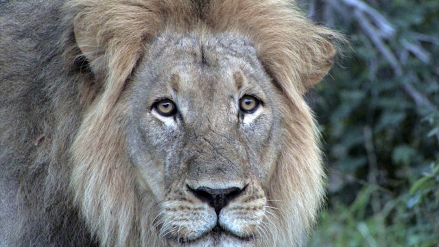 Remate de safari con el león como protagonista
