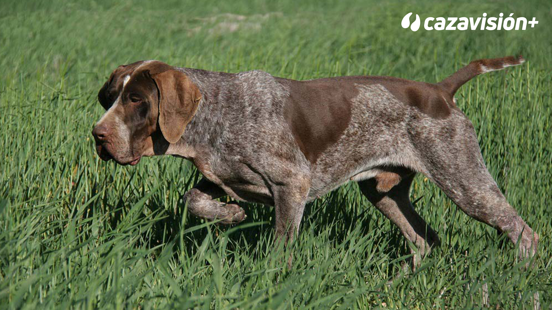 Razas Ibéricas: El perdiguero de Burgos