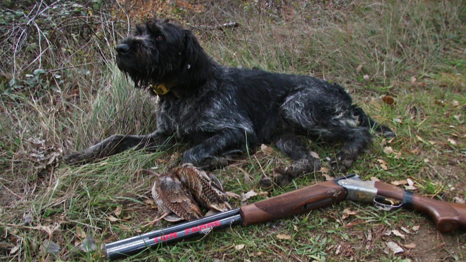 Yola, una drahthaar infalible con las becadas