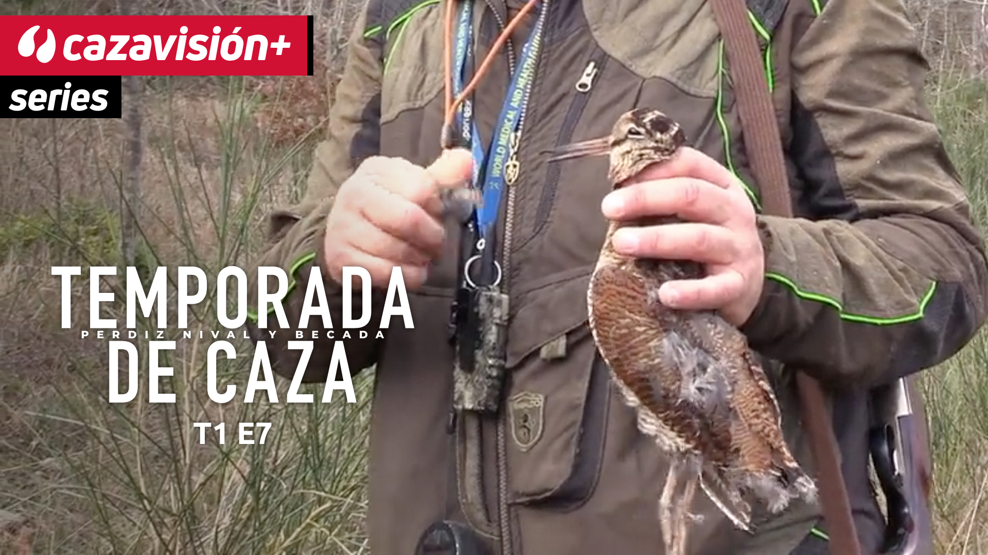 La becada. Un regalo de la naturaleza 1