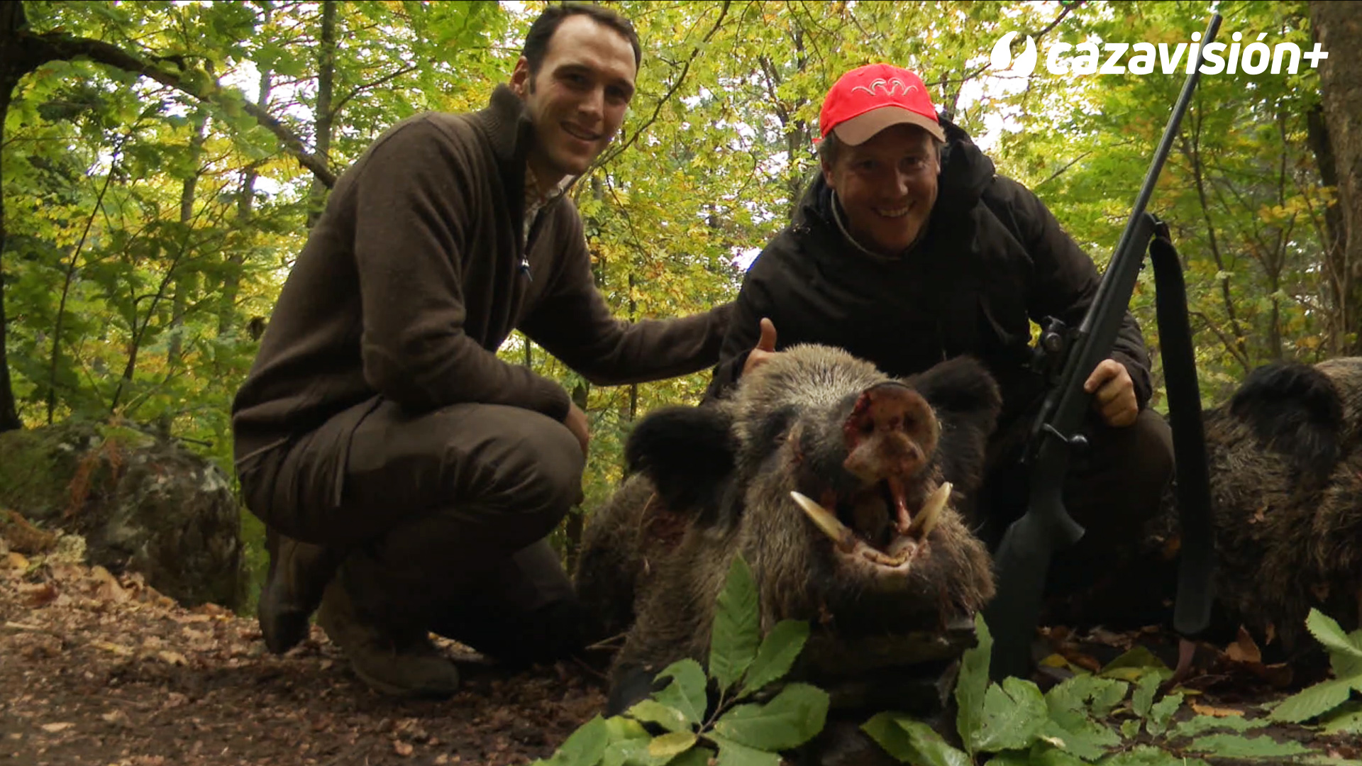 Batidas a los Sus Scrofa Attila en la provincia de Troya