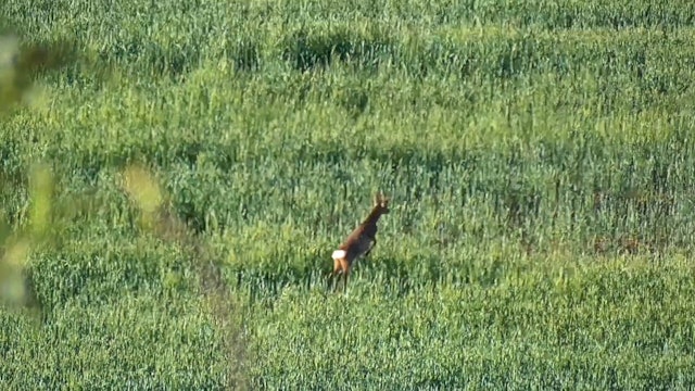 Corzos, los duendes del bosque