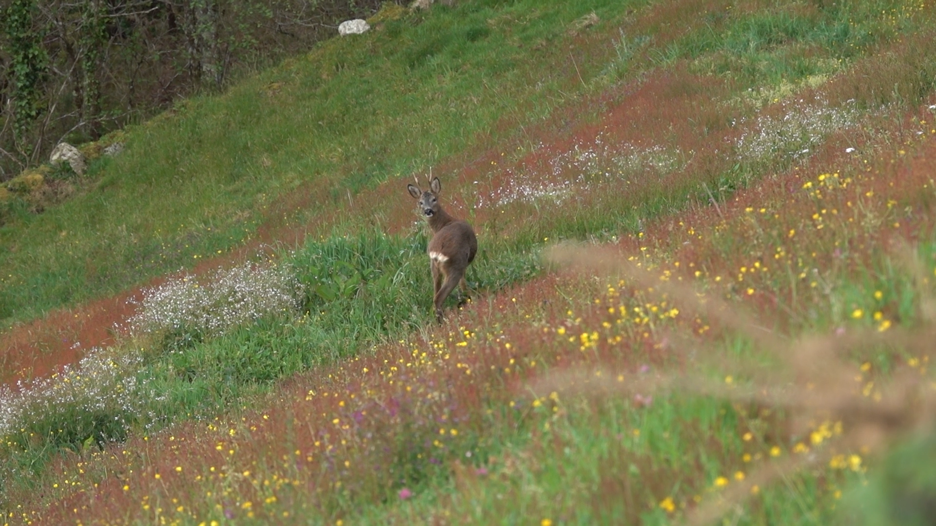 Corzos, rebecos y osos en Somiedo