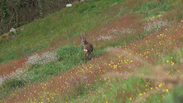 Corzos, rebecos y osos en Somiedo