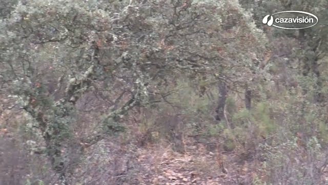 Monteria en El Gavilan 2017-2018