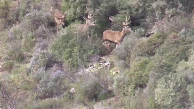 Montería en Los Membrillos 2016-2017