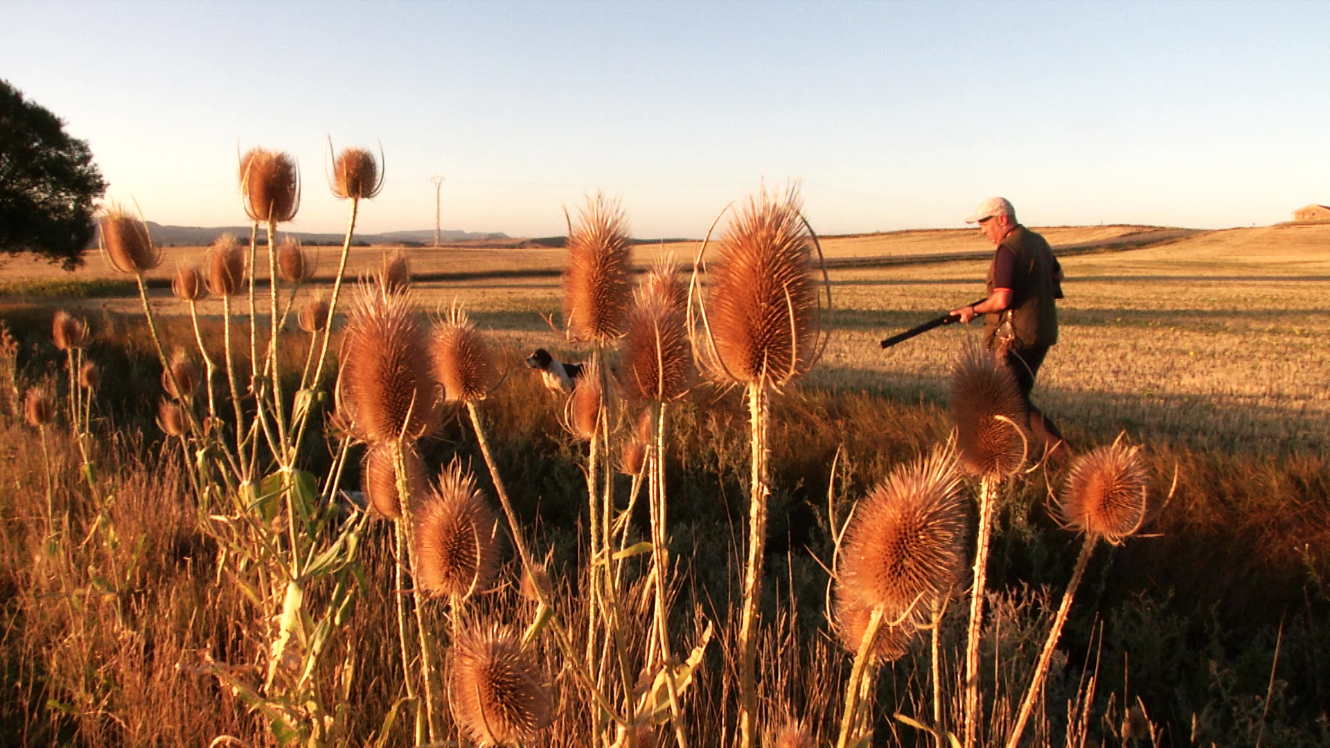 Codornices de montaña con pachón navarro