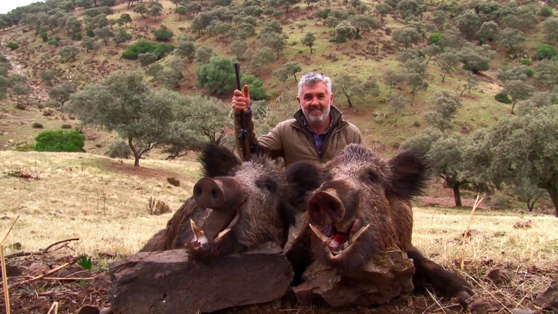 Jabalíes en Los Membrillos