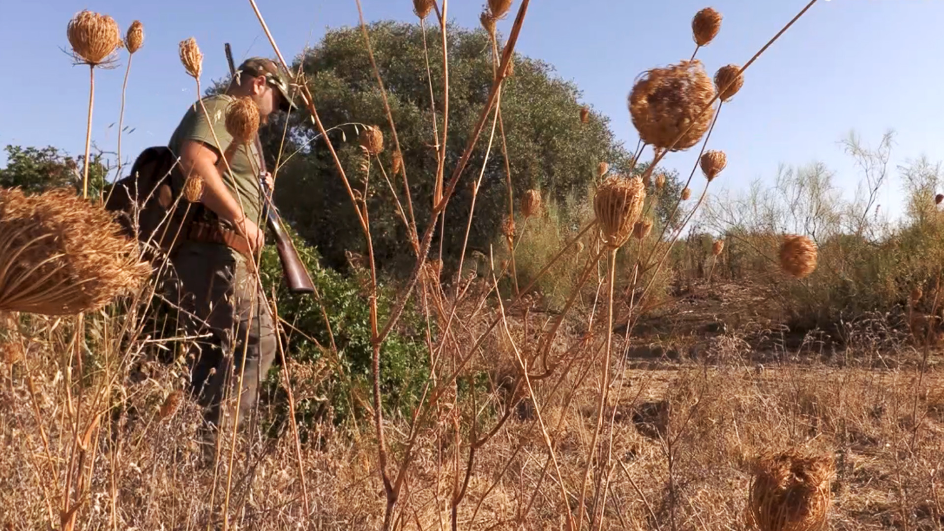 Conejos en la Campiña de Carmona