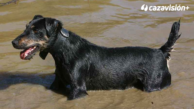 Razas continentales y británicas: Jagd Terrier