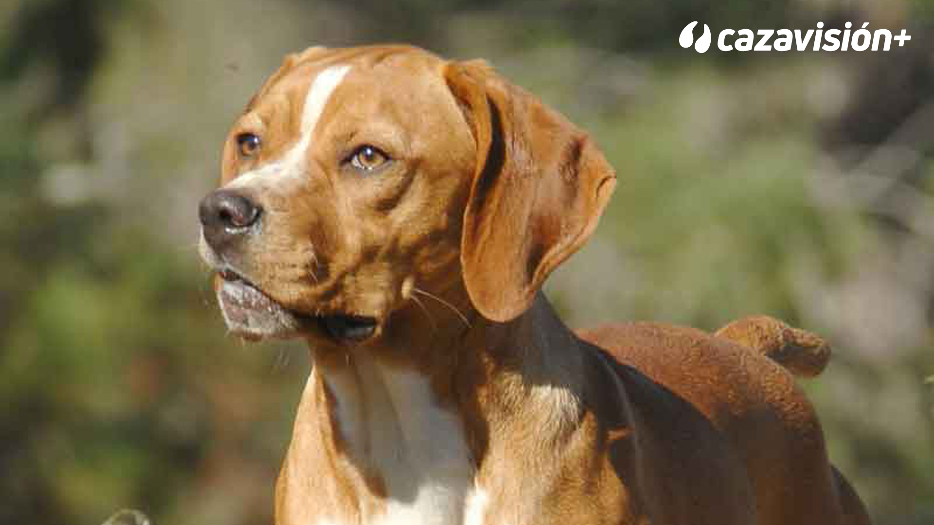 Razas Ibéricas: El perdiguero portugués, pluma