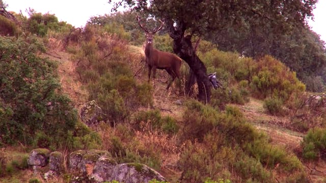 Montería de reses en Navalasno Viejo