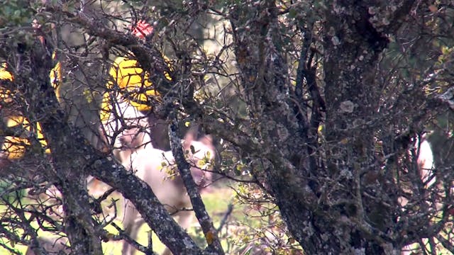 Jabalíes en la Dehesa del Mochuelo