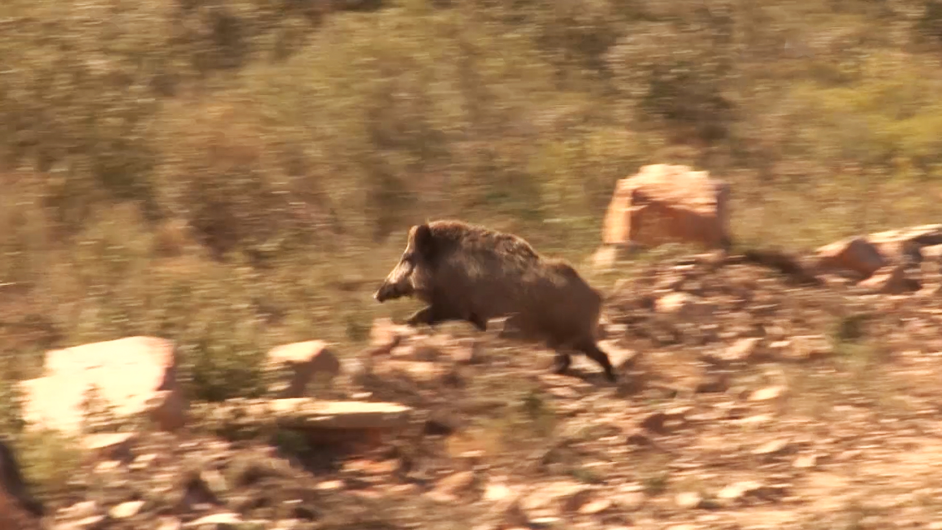 Monteando la finca manchega de La Cruz