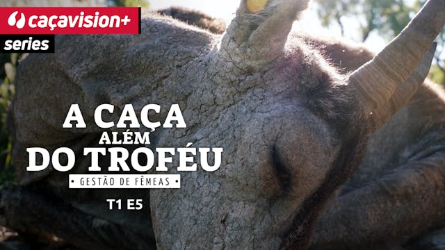 A sarna: a morte silenciosa