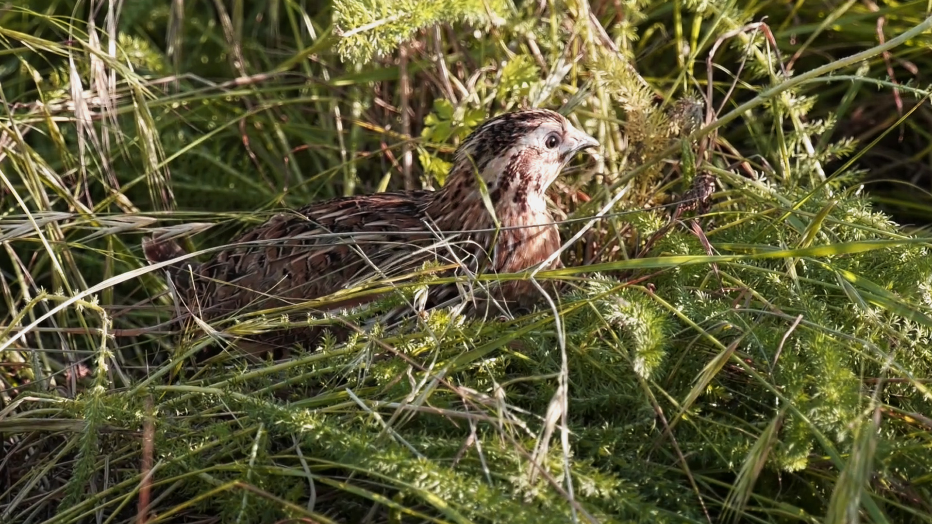 Codornices, la incertidumbre de su caza