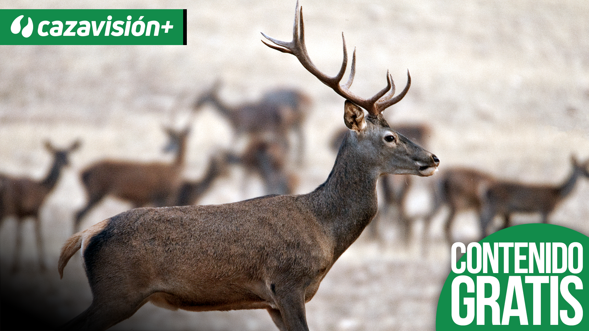 Montería a los ciervos de Gredos