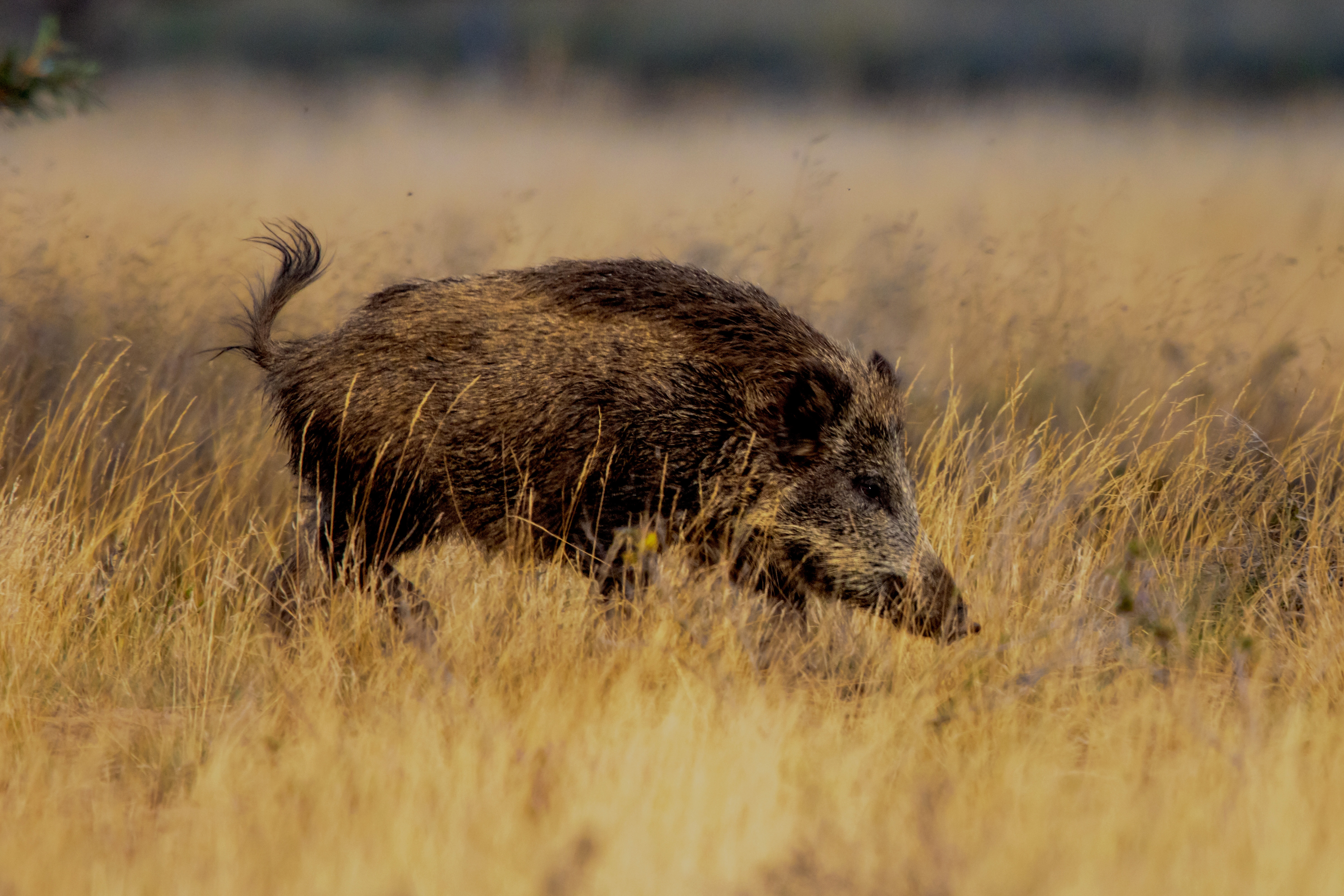 Jabalíes turcos, la pasión ibérica