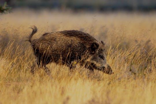 Jabalíes turcos, la pasión ibérica