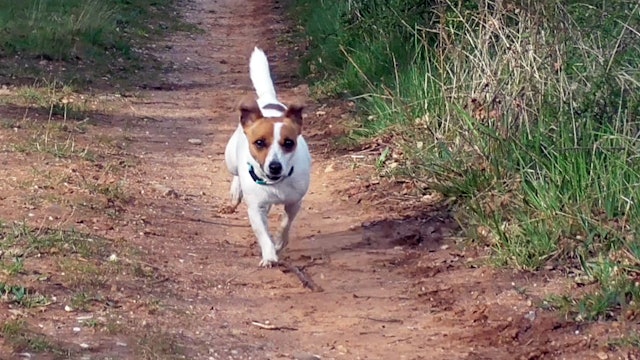 Un jack russell para rastrear corzos