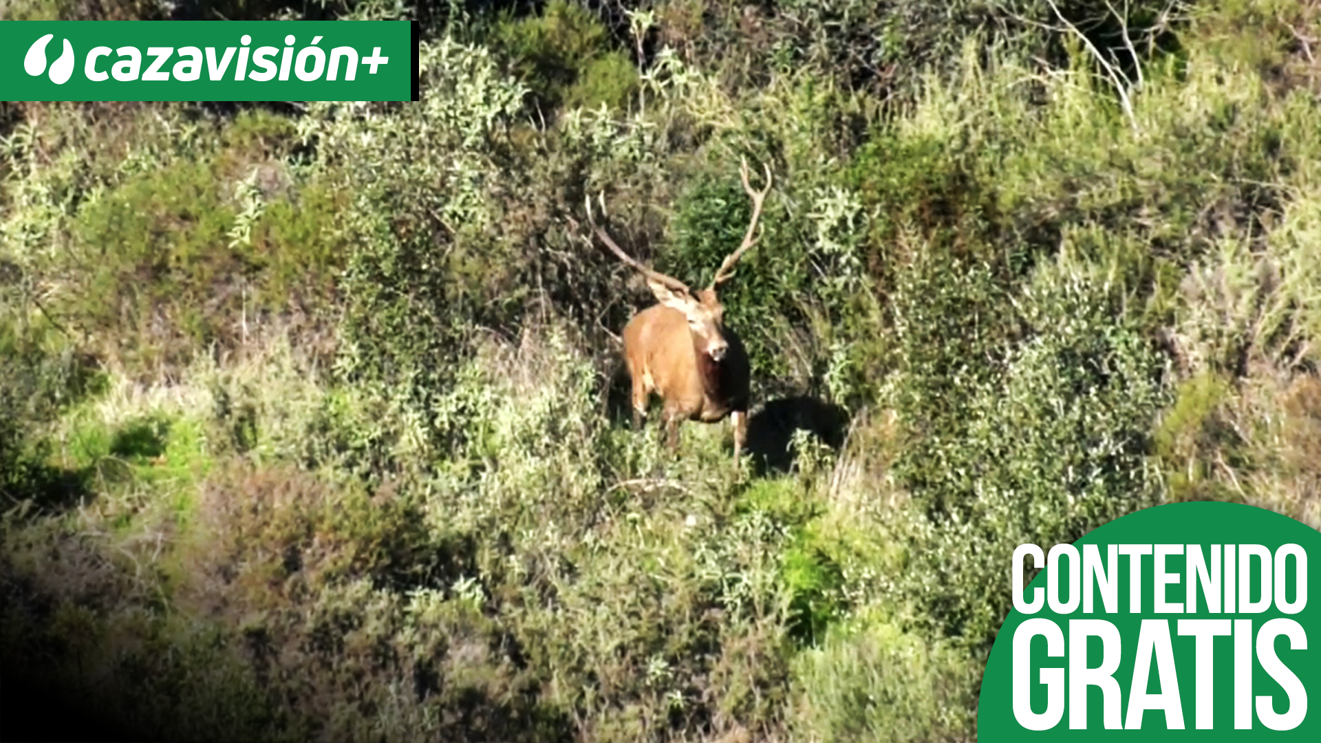 Lances monteros en el Vaquerizo